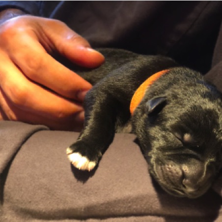 Ursa was born with dipped paws Ursa was born with dipped paws